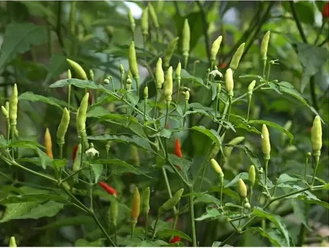 Birds eye chilli uses cheero parangi kanthari mulaku