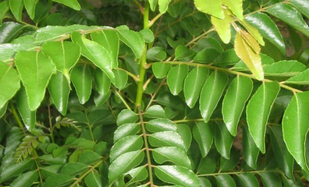 Curry leaves chutney