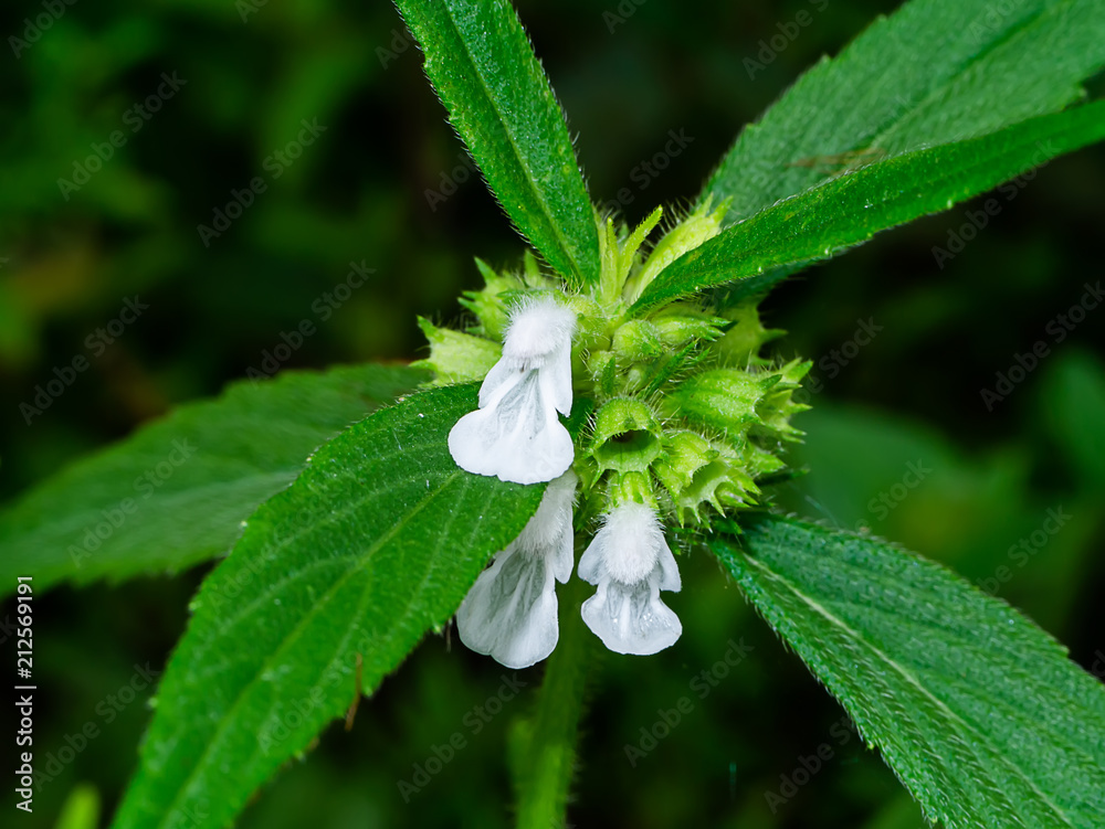 Thumbapoo chethy flower 