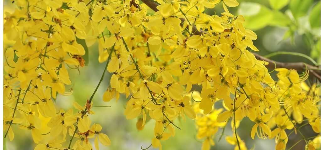 Golden shower tree kani konna flower online kingnqueenz