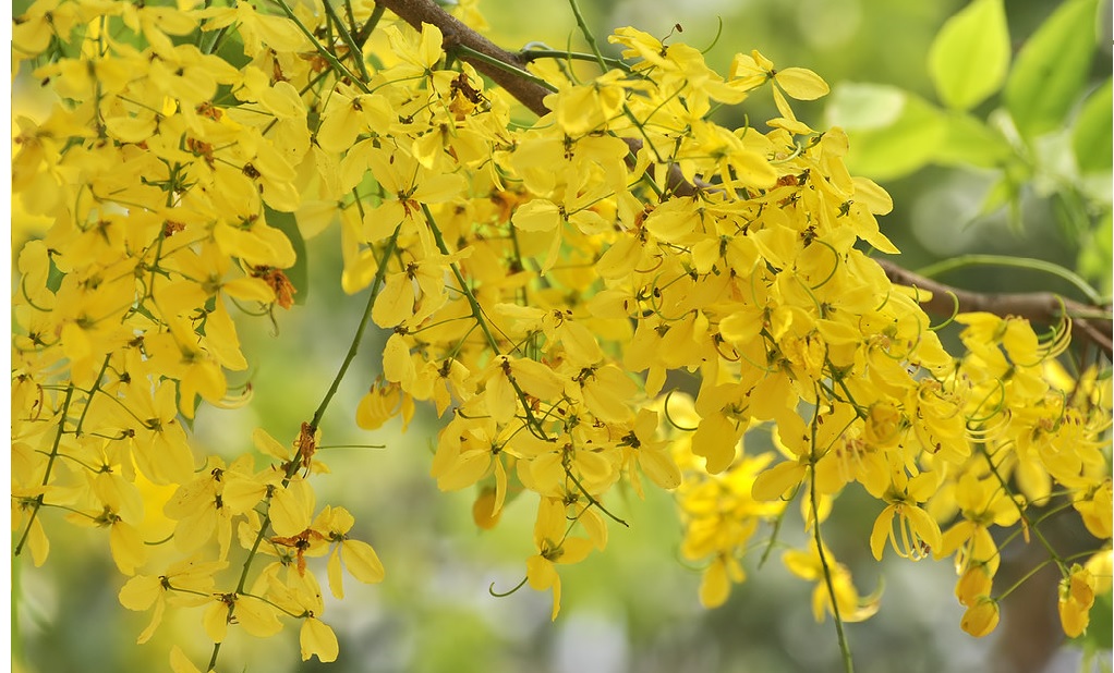 Golden shower tree kani konna flower online kingnqueenz