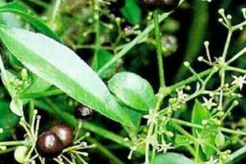 Manjishta Herbs Manjistha (Rubia cordifolia)