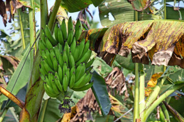 kerala banan ethakaya online kingnqueenz