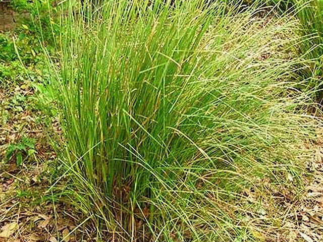 Darbha Grass sacred crass online kingnqueenz