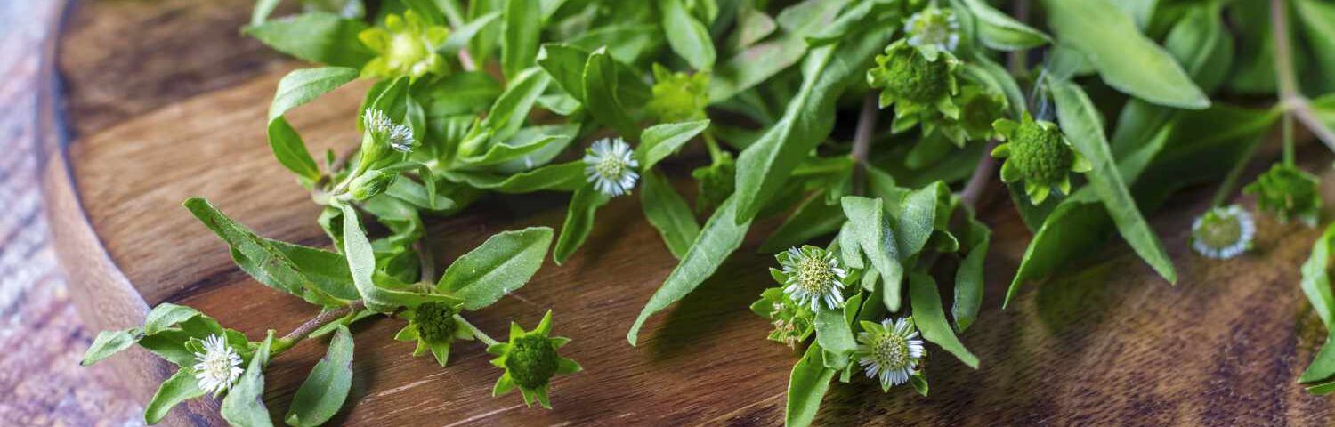ayurvedic hair oil using brhinga raj herbs